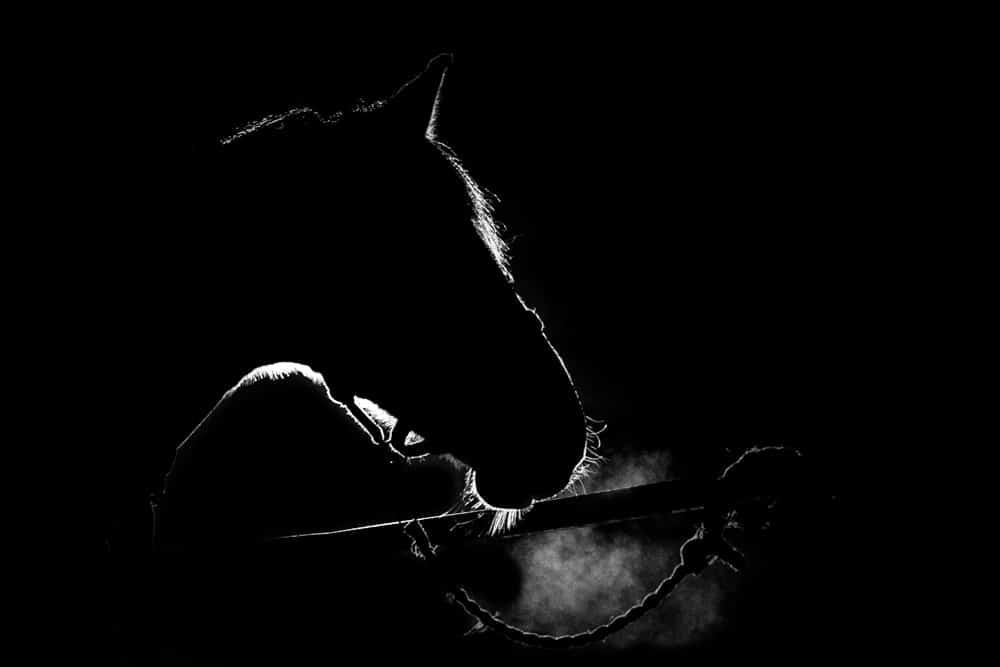 equine horse portrait photographer wiltshire hampshire