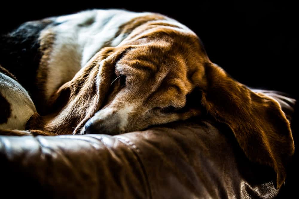dog pet photographer devon somerset