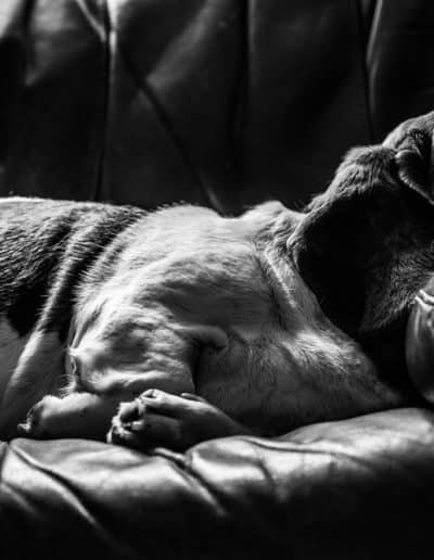dog pet photographer devon somerset