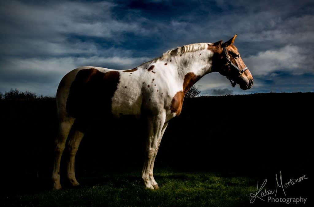 equine portrait photographer hampshire wiltshire
