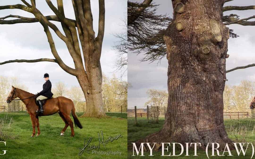 hampshire wiltshire equine portrait photography before after