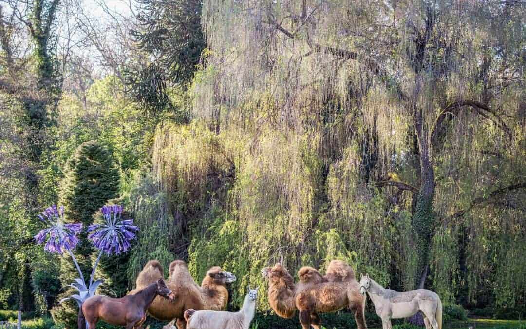 equine camel horse pig llama donkey sheep pig portrait zoo photographer