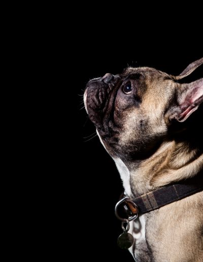dog photographer wiltshire hampshire somerset black background studio lit