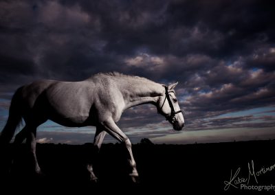 equine photographer wiltshire hampshire somerset black background studio lit