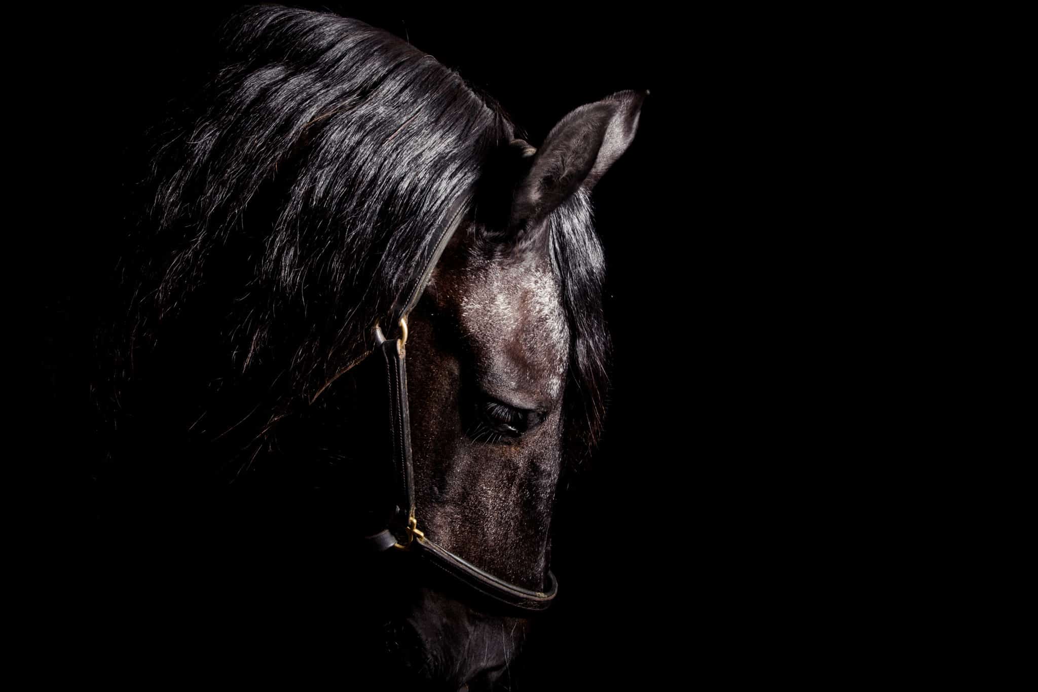 equine black background portrait