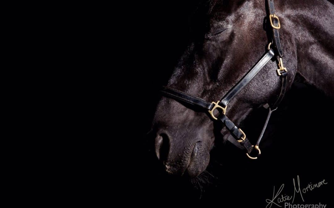 equine portrait photographer wiltshire hampshire devon somerset black background
