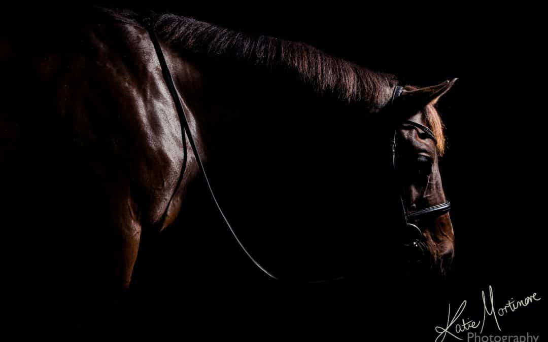 low key black background equine portrait