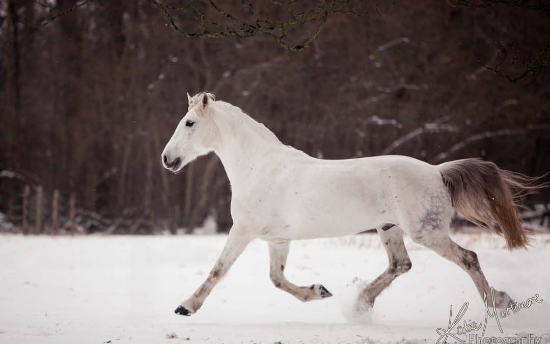Photohop horse snow fencing gone