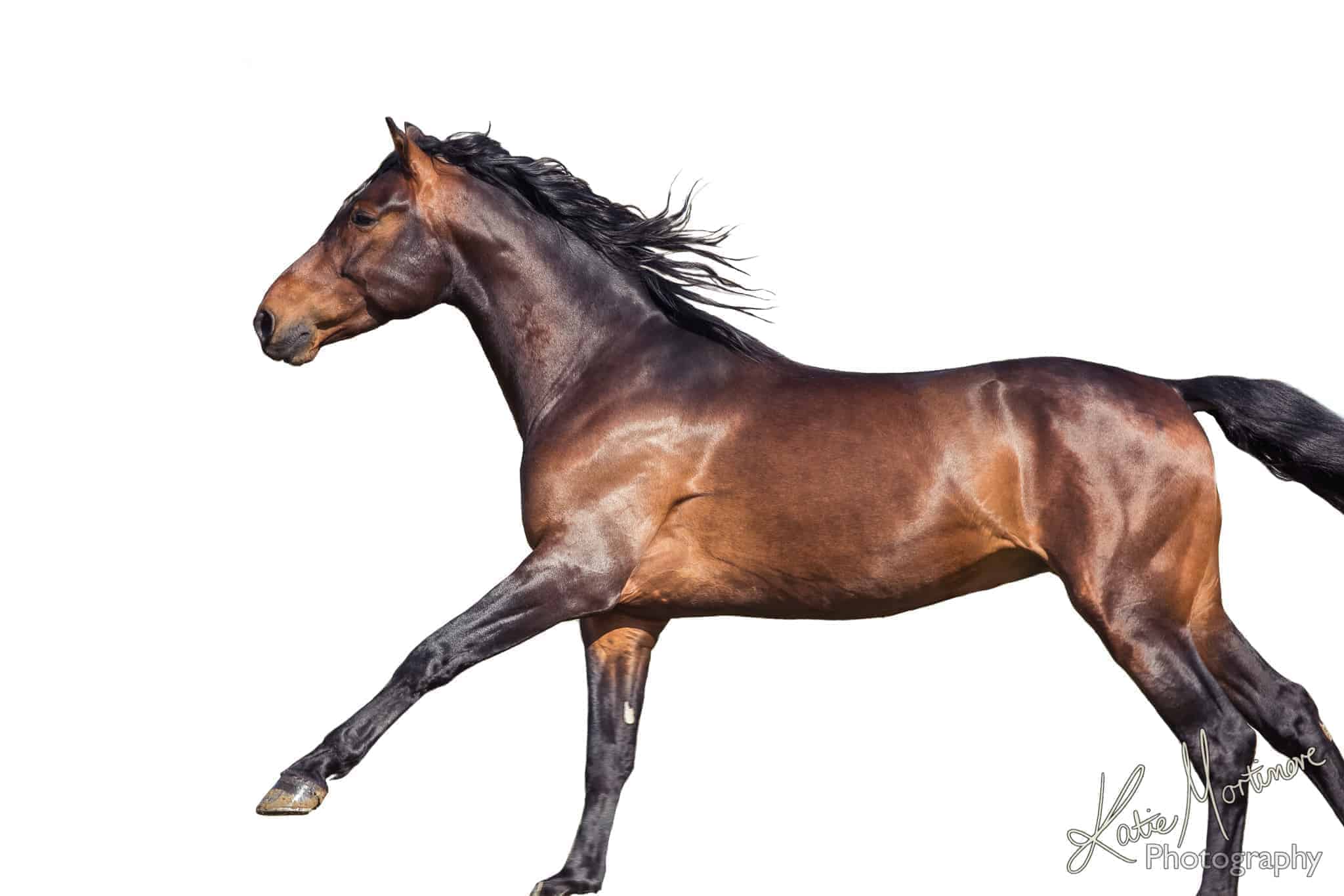 equestrian fine art prints katie mortimore photography