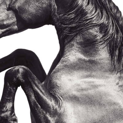 equine equestrian fine art photographic print