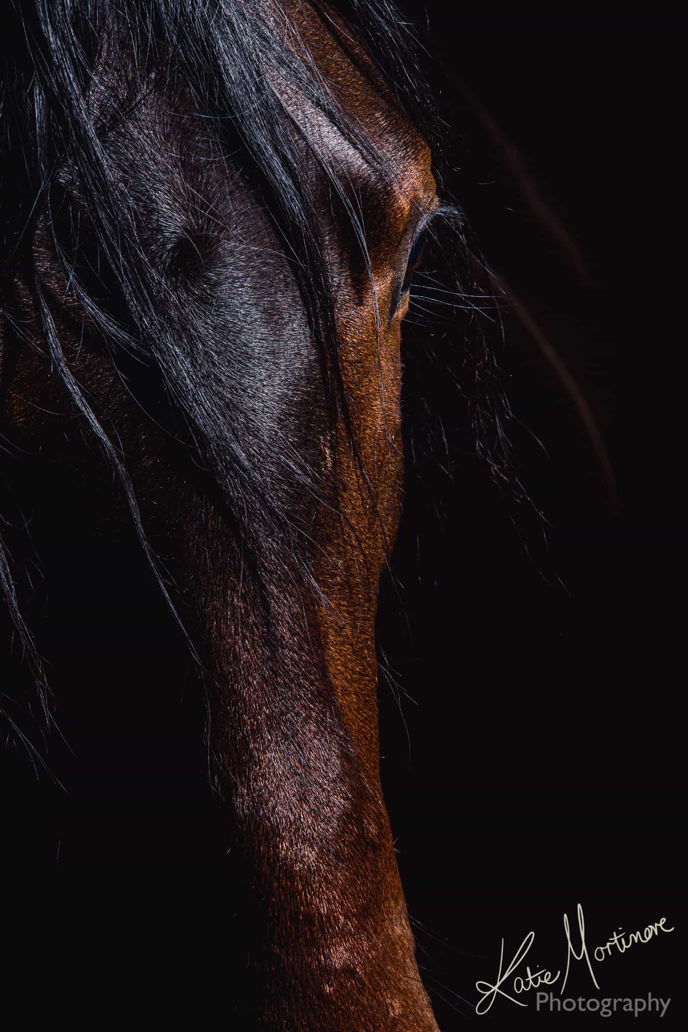 equine supermodel horse portrait photo shoot