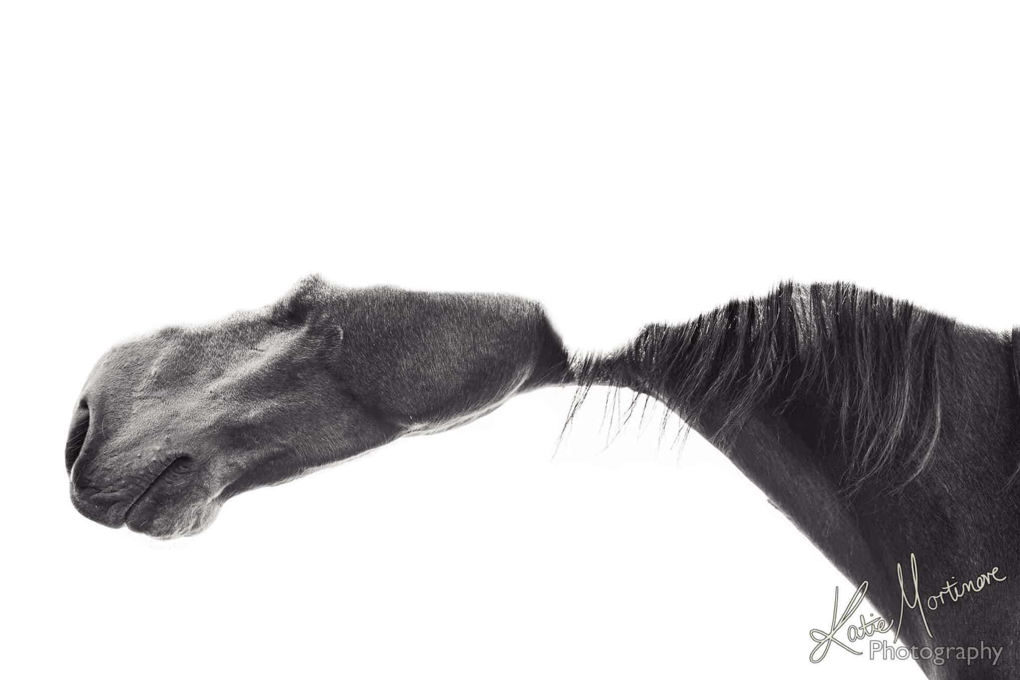 equestrian fine art prints katie mortimore photography