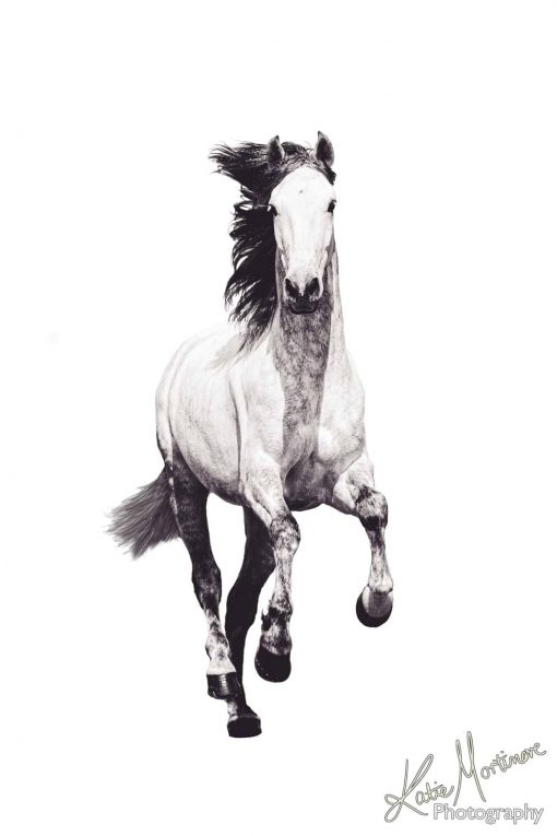 equine equestrian fine art photographic print