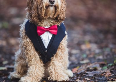 tournerbury estate woodland outdoor wedding katie mortimore photography dog canine cockapoo