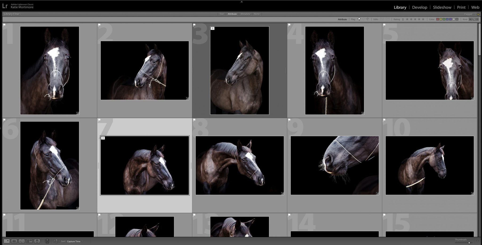 equine black background portrait editing process