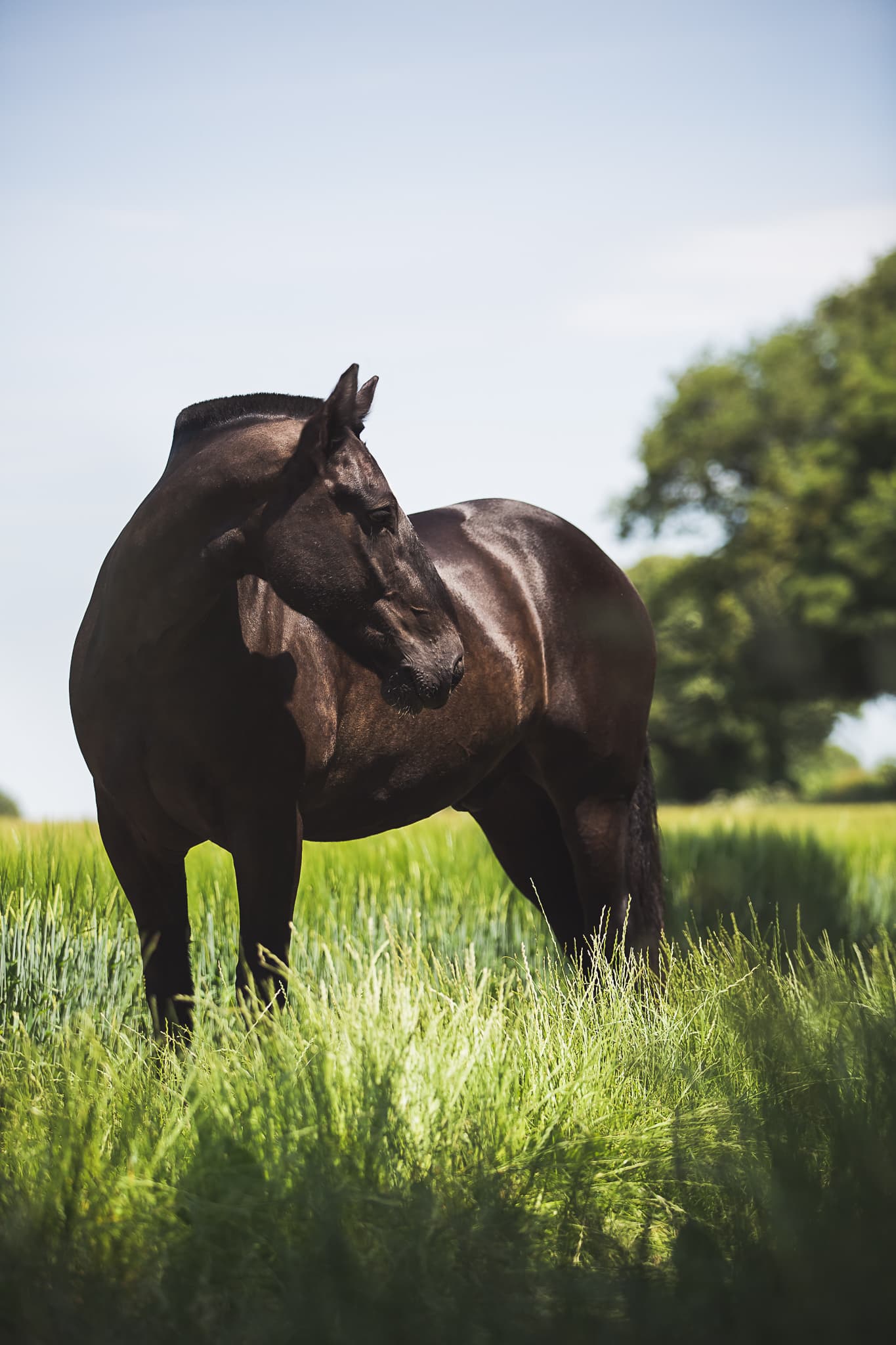 horse portrait hampshire wiltshire
