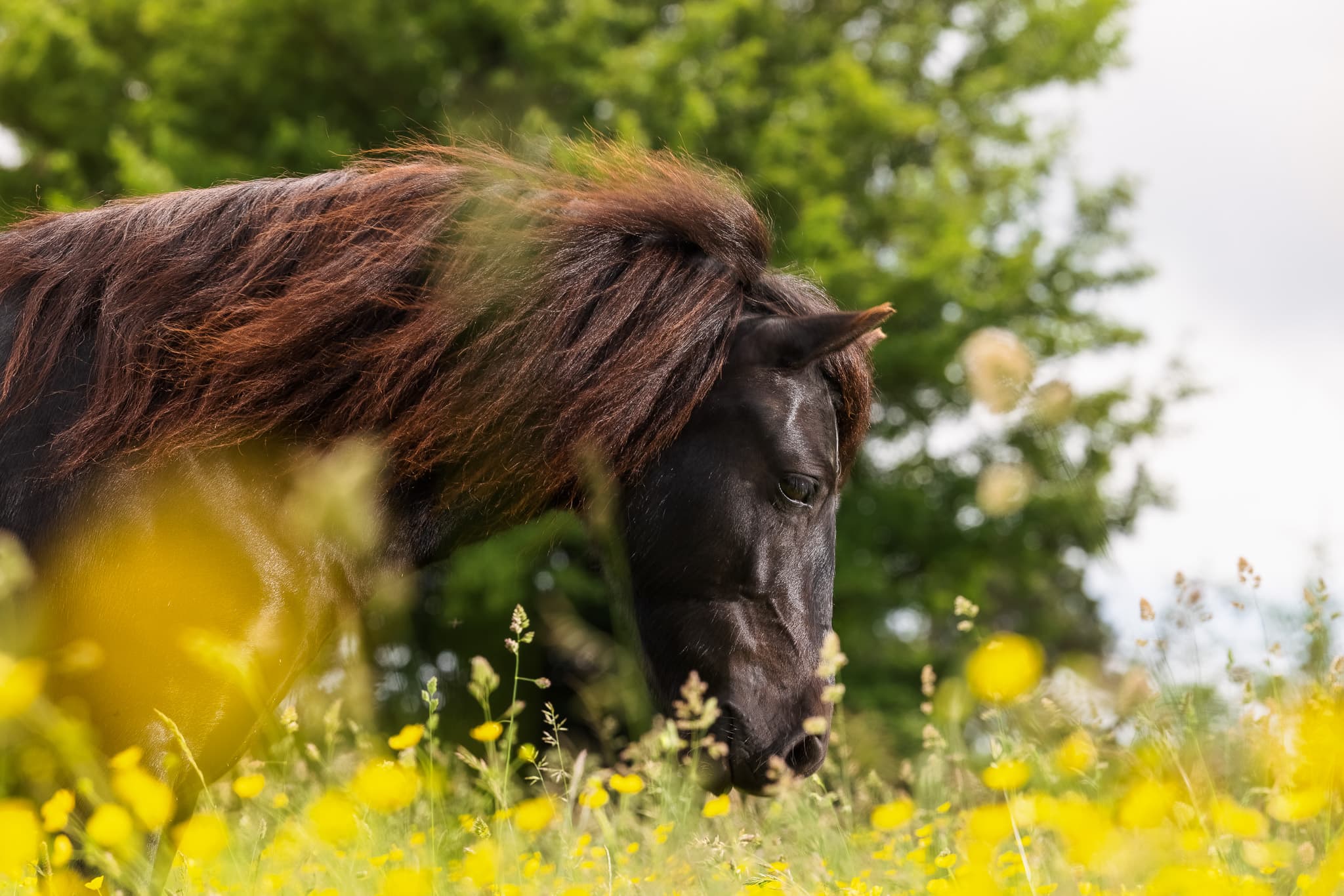 equine portrait spring summer horse equestrian hampshire wiltshire